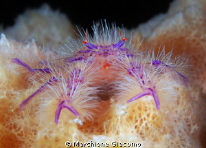 The hair
Nikon D200 , 60 micro, twin strobo
Bohol 2011 by Marchione Giacomo 